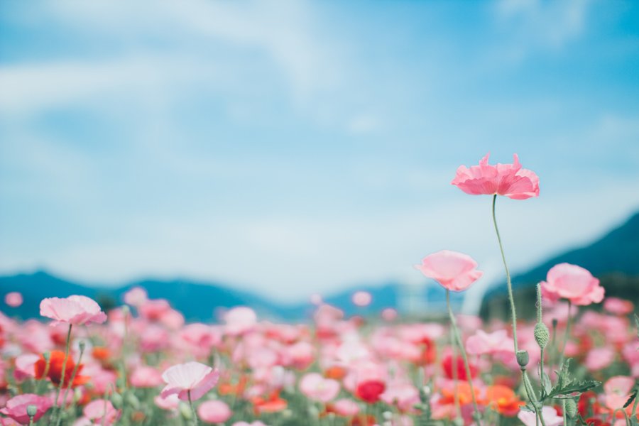 양귀비 꽃밭 우산 여행 스냅 촬영 3